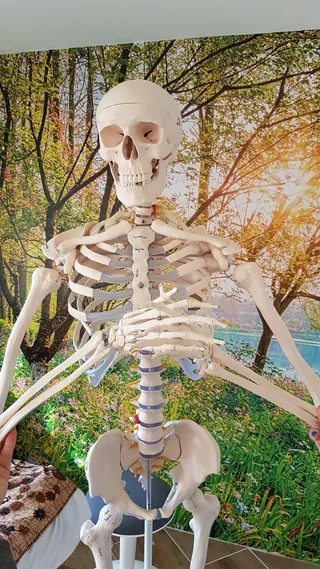 Herbert unser Skelett zeigt uns wie es geht